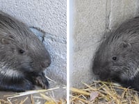 Porfell’s stolen porcupines are safely returned