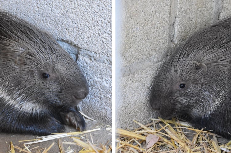 Staff at Porfell Wildlife Park and Sanctuary are delighted to welcome back the two young African Crested porcupines 