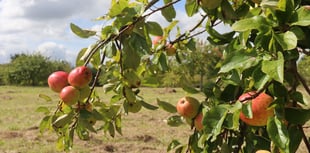 Early apple harvest prompts extra weekend at Cotehele Estate
