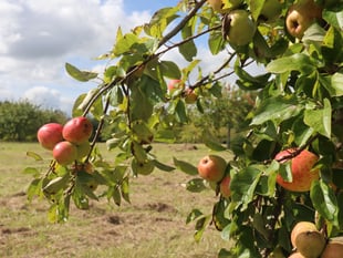 Bumper crop at Cotehele orchards defies scorching summer