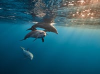 Jet-ski user issued with warning by police after disturbing dolphins