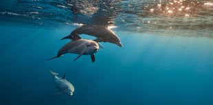 Jet-ski user issued with warning by police after disturbing dolphins