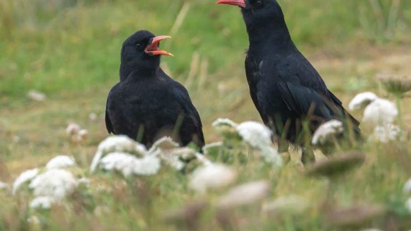 Conservation success for the Cornish Chough | cornish-times.co.uk