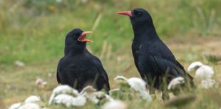 Conservation success for the Cornish Chough
