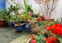 Gardening with Martin Pallett: Challenges of a changing climate