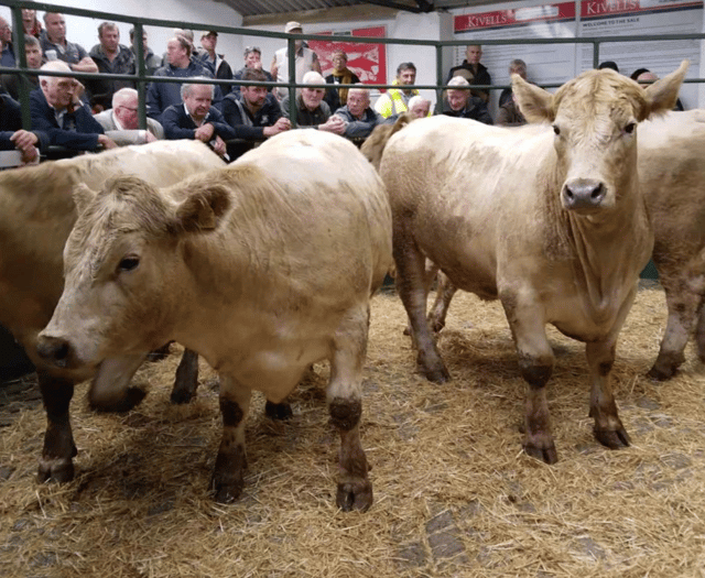 Hallworthy Livestock Market Report: Thursday, September 11