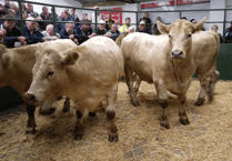 Hallworthy Livestock Market Report: Thursday, September 11