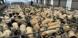 Hallworthy Livestock Market Report: Thursday, September 18