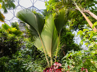 Tree that can live for 800 years produces enormous leaf