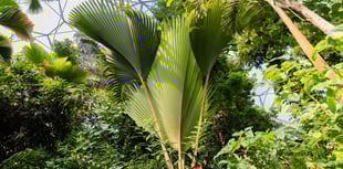 Tree that can live for 800 years produces enormous leaf