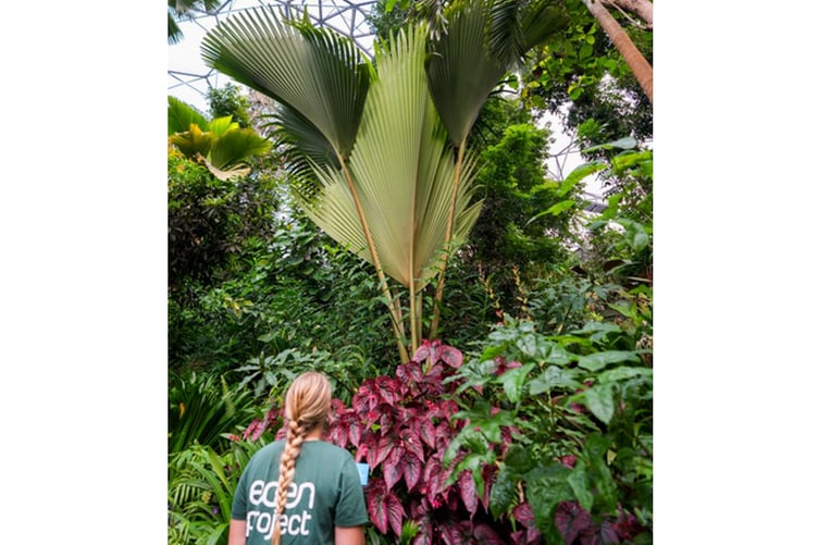 The leaf could more than double in size. (Picture: Eden Project)