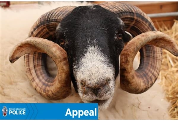 Devon and Cornwall Police are appealing for information after seven rams from the Liskeard area were taken between September 14-18