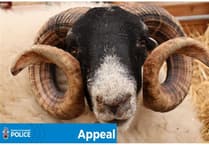 Police warn of ‘Ram Raiders’ after spate of livestock thefts