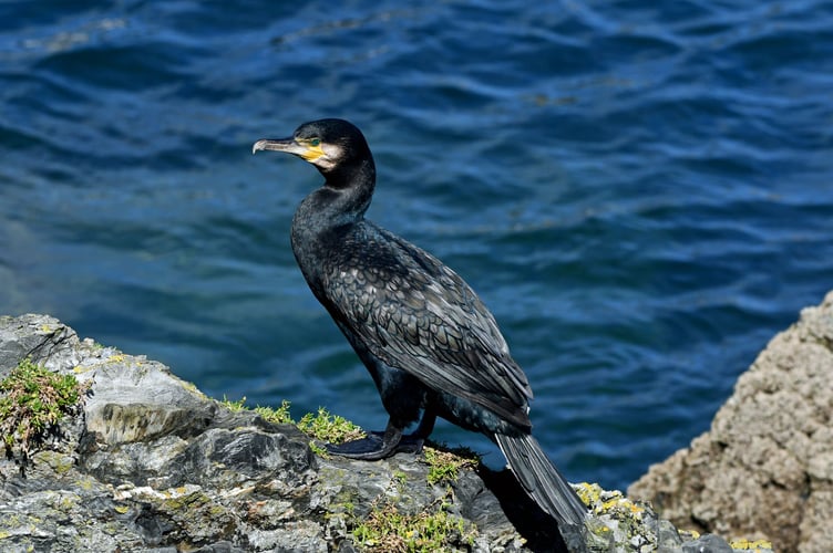 A cormorant seen by the birdwatchers at Mevagissey.
