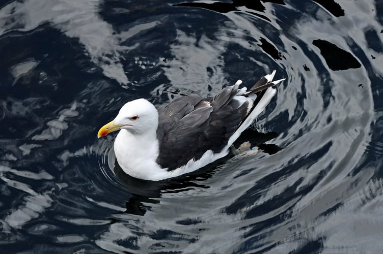 A great black-backed gull at Mevagissey.