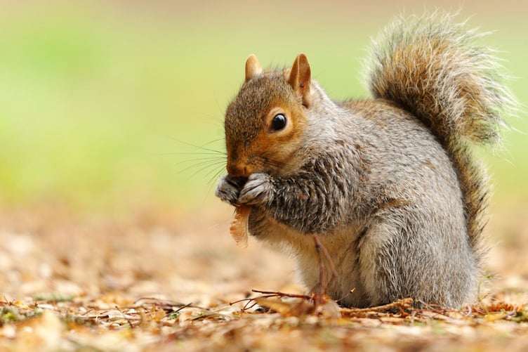 Grey squirrels are classified as an invasive non-native species.