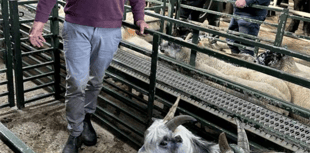 Hallworthy Livestock Market Report: Thursday, September 25