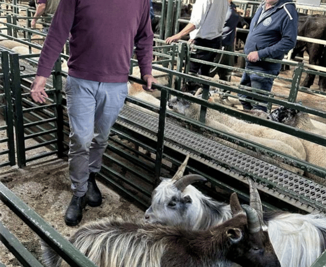 Hallworthy Livestock Market Report: Thursday, September 25