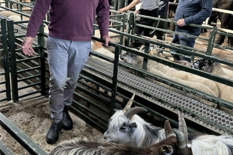 Pygmy goats to £89 from local goat farmer Tim Cowling of Trencreek.