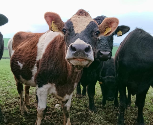 Farming emissions drop across England despite regional disparities