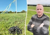 Sheep invasion delays club’s long-awaited first competitive game