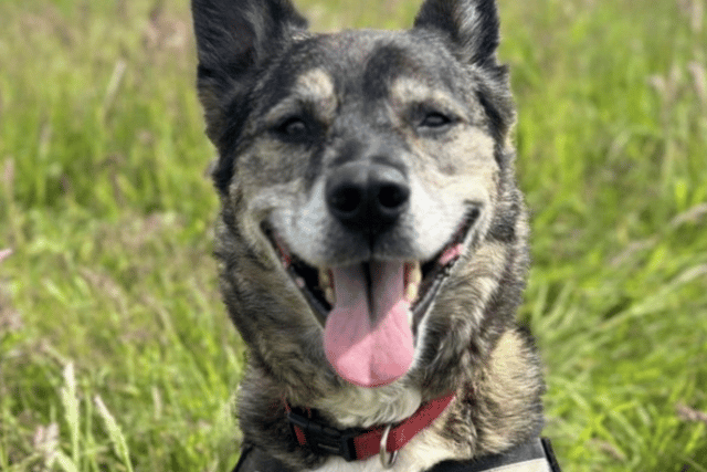 RSPCA centre re-homes 500 animals throughout the year