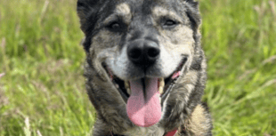 RSPCA centre re-homes 500 animals throughout the year