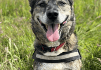 RSPCA centre re-homes 500 animals throughout the year