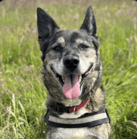 Lulu who is helping to front RSPCA campaign (Picture: RSPCA Cornwall Branch)