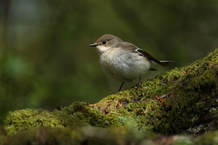 A female Pied Flycatcher