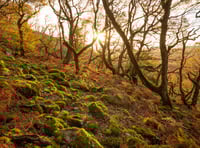 Ambitious plan to bring temperate rainforest back to Cornwall