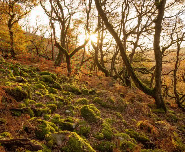 Ambitious plan to bring temperate rainforest back to Cornwall