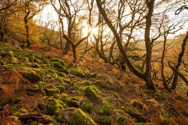 Cornwall Wildlife Trust is set to restore temperate rainforest habitat at West Muchlarnick, near Looe (Picture: Ben Porter)