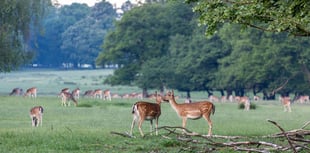 Unique safari opens up ancient Deer Park