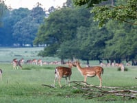 Unique safari opens up ancient Deer Park