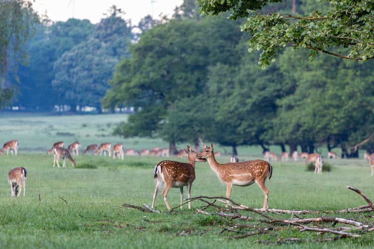Visitors will be able to get a close glimpse of the estate’s magnificent deer herd