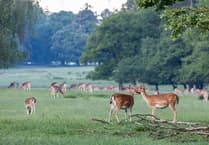 Unique safari opens up Boconnoc’s ancient Deer Park