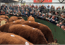 Hallworthy Livestock Market Report: Thursday, October 9