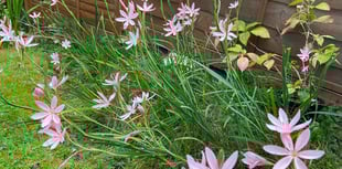 Martin Pallett: Still lots to enjoy in the garden at this time of year