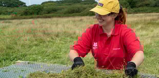 Cornwall leads the way in largest meadow restoration project 