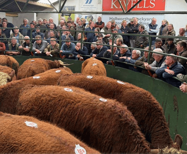Hallworthy Livestock Market Report: Thursday, October 16