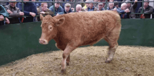 Hallworthy Livestock Market Report: Thursday, October 23
