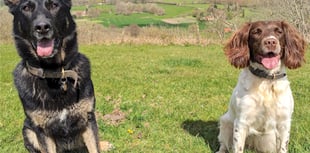 Armed pursuit leads to arrest