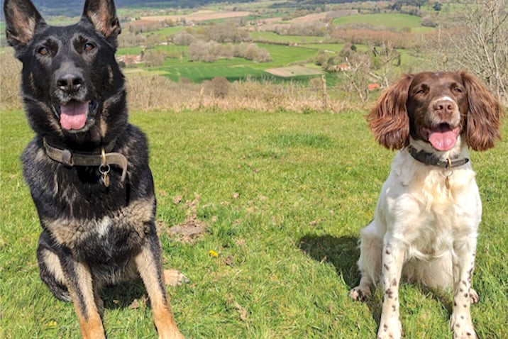 Police dogs Reno and Cagney were involved in the incident in Liskeard. (Picture: Devon and Cornwall Police)