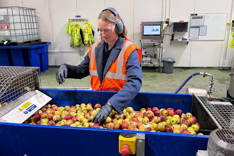 MP Anna Gelderd sorting apples at Cornish Orchards at Duloe.