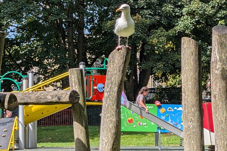 Priory Park in Bodmin (Picture: Aaron Greenaway)