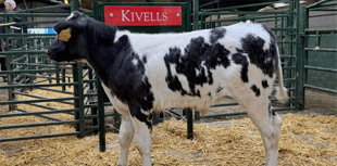 Hallworthy Livestock Market Report: Thursday, October 30