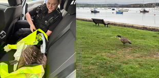 Police have luck catching goose on the loose in Saltash