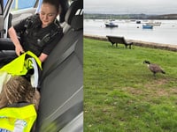 Police have luck catching goose on the loose in Saltash
