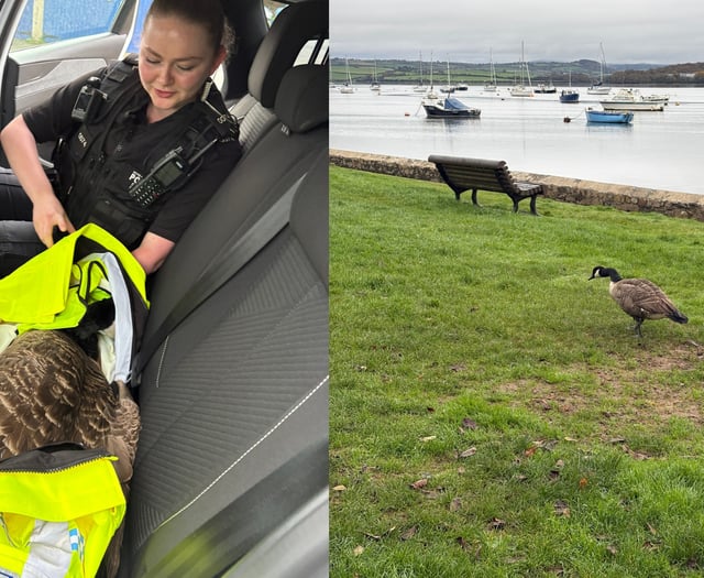 Police have luck catching goose on the loose in Saltash
